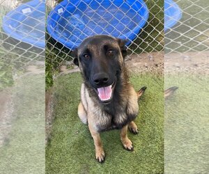 Mutt Dogs for adoption in Rowlett, TX, USA