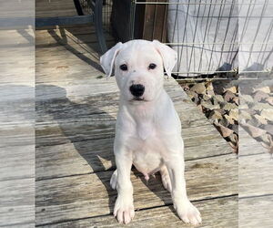 German Shepherd Dog-Unknown Mix Dogs for adoption in Stephens City, VA, USA