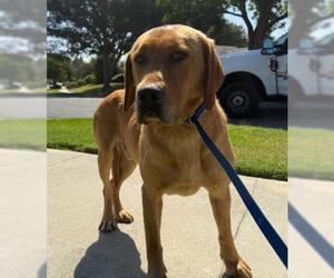 Labrador Retriever-Unknown Mix Dogs for adoption in Riverside, CA, USA