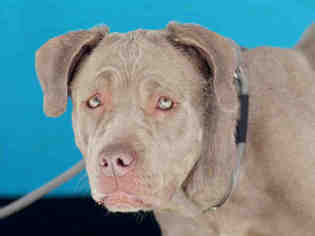 Mastiff Dogs for adoption in Beverly Hills, CA, USA