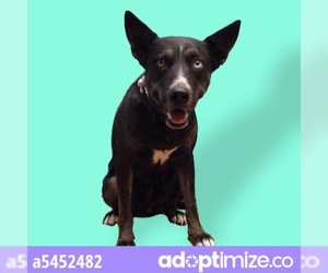 Australian Kelpie Dogs for adoption in Downey, CA, USA