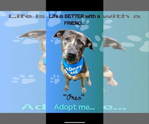 Catahoula Leopard Dog Dogs for adoption in New Orleans, LA, USA