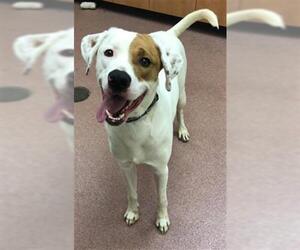 Lab-Pointer Dogs for adoption in Ogden, UT, USA