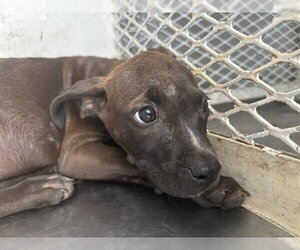 Mutt Dogs for adoption in Bakersfield, CA, USA
