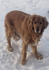Golden Retriever Dogs for adoption in Des Moines, IA, USA