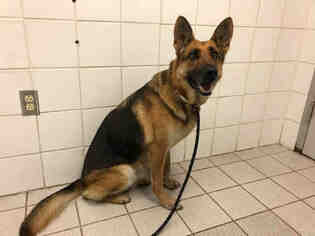 German Shepherd Dog Dogs for adoption in Canfield, OH, USA