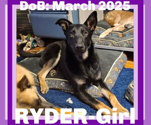 German Shepherd Dog Dogs for adoption in Sebec, ME, USA