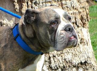 Bulldog Dogs for adoption in Goodyear, AZ, USA