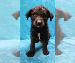 Labrador Retriever-Unknown Mix Dogs for adoption in Brewster, NY, USA