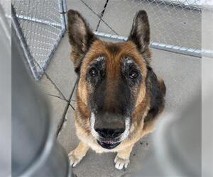 German Shepherd Dog Dogs for adoption in Bakersfield, CA, USA