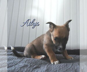 Mutt Dogs for adoption in Sandy, UT, USA