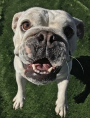Bulldog Dogs for adoption in Holden, MO, USA