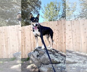 Australian Shepherd Dogs for adoption in Menifee, CA, USA