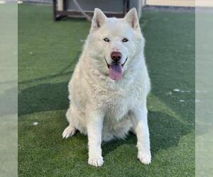 German Shepherd Dog-Siberian Husky Mix Dogs for adoption in Camarillo, CA, USA