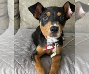 Mutt Dogs for adoption in Boston, MA, USA