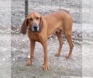 Redbone Coonhound Dogs for adoption in PIPE CREEK, TX, USA