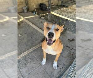 American Pit Bull Terrier Dogs for adoption in Santa Maria, CA, USA