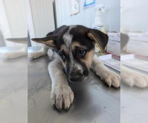 Australian Shepherd-Unknown Mix Dogs for adoption in Bakersfield, CA, USA