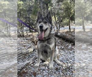 Akita-Siberian Husky Mix Dogs for adoption in Las Vegas, NV, USA