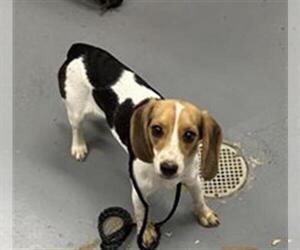 Beagle Dogs for adoption in Peoria, IL, USA