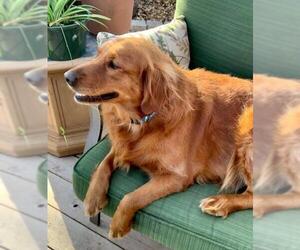 Golden Retriever Dogs for adoption in FORT WORTH, TX, USA