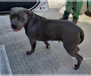American Staffordshire Terrier Dogs for adoption in Fort Lauderdale, FL, USA