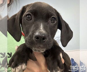 Boxer-Unknown Mix Dogs for adoption in Washington, DC, USA