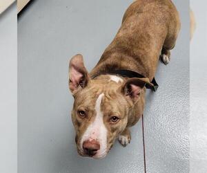 American Pit Bull Terrier-Unknown Mix Dogs for adoption in St. Cloud, FL, USA