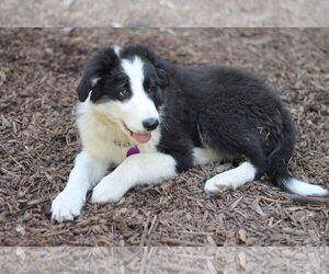 Border Collie-Unknown Mix Dogs for adoption in Paso Robles, CA, USA