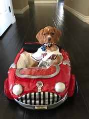 Bocker Dogs for adoption in Surprise, AZ, USA