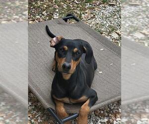 Doberman Pinscher-Unknown Mix Dogs for adoption in San Antonio, TX, USA