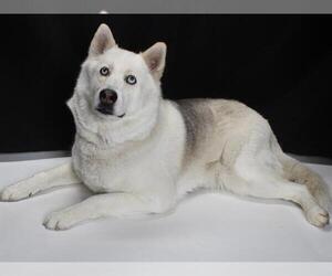 Siberian Husky Dogs for adoption in Burbank, CA, USA