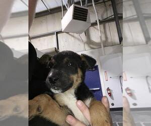 German Shepherd Dog Dogs for adoption in Bakersfield, CA, USA
