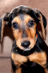 Medium Photo #1 Coonhound-Doberman Pinscher Mix Puppy For Sale in Siren, WI, USA