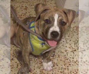 American Staffordshire Terrier-Bulldog Mix Dogs for adoption in Oakland Park, FL, USA