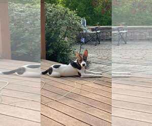 Mutt Dogs for adoption in Sheboygan, WI, USA