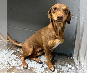 Australian Shepherd-Beagle Mix Dogs for adoption in Washington, DC, USA