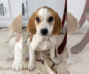 Medium Photo #1 Bluetick Coonhound-Great Pyrenees Mix Puppy For Sale in Staten Island, NY, USA