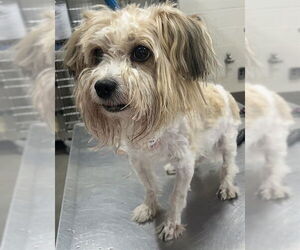 Havanese Dogs for adoption in Forestville, MD, USA