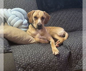 Mutt Dogs for adoption in Parker Ford, PA, USA