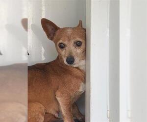 Chihuahua Dogs for adoption in Hanford, CA, USA