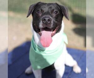 Beagle-Unknown Mix Dogs for adoption in San Antonio, TX, USA