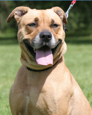 American Staffordshire Terrier-Black Mouth Cur Mix Dogs for adoption in North Fort Myers, FL, USA