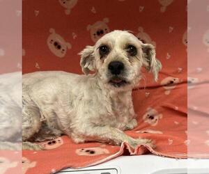 Miniature Schnauzer-Unknown Mix Dogs for adoption in HESPERIA, CA, USA