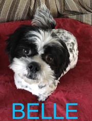 Shih Tzu Dogs for adoption in pomfret, CT, USA