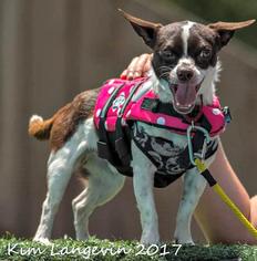 Boston Huahua Dogs for adoption in Bradenton, FL, USA