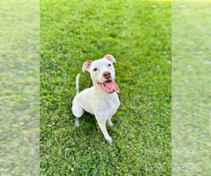 American Pit Bull Terrier Dogs for adoption in Ogden, UT, USA