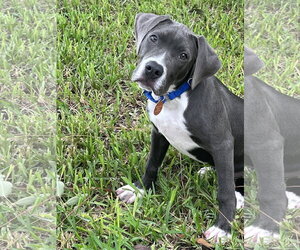 Medium Photo #3 Mutt Puppy For Sale in Royal Palm Beach, FL, USA