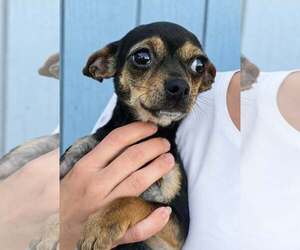 Chihuahua Dogs for adoption in Mukwonago, WI, USA