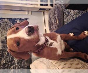Beagle-Unknown Mix Dogs for adoption in Mechanicsburg, PA, USA